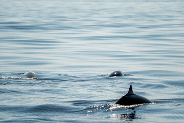 Naklejka premium mother and calf Cuvier's Beaked whale in Ligurian Sea, Italy