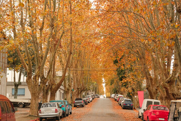 Picturesque autumn scene in Colonia del Sacramento, Uruguay, a quaint UNESCO colonial city popular...