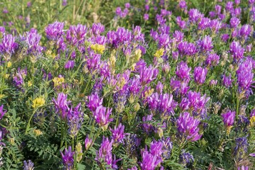 Naklejka premium Close-up of lush purple and lilac meadow flowers on green grass in soft sunlight. Nature landscape