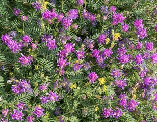 Close-up of lush purple and lilac meadow flowers on green grass in soft sunlight. Nature landscape