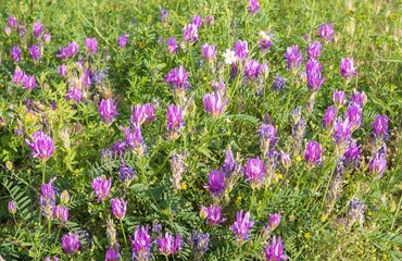 Obraz premium Close-up of lush purple and lilac meadow flowers on green grass in soft sunlight. Nature landscape