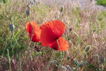 Sunny wild meadow with large blooming red poppies and green grass in the countryside
