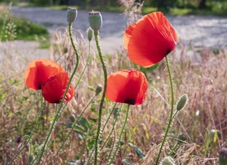 Obraz premium Sunny wild meadow with large blooming red poppies and green grass in the countryside