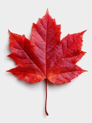 red maple leaf