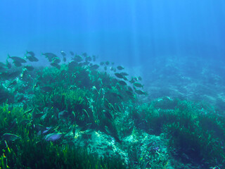 Ocean blue underwater with sunrays, Underwater Sea Deep Water Abstract Sunshine, sea wave , clean waters in summer time, Natural underwater seascape, sand on ocean floor and water surface with sunligh