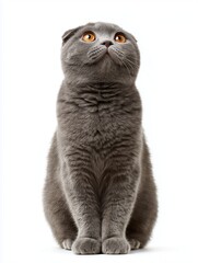 scottish fold cat
