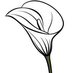 Single calla lily line art illustration white flower