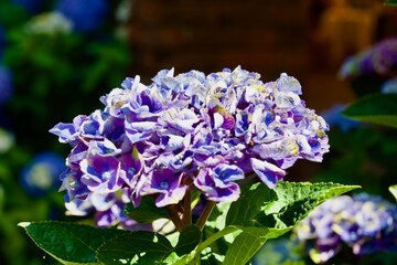 綺麗な紫の紫陽花