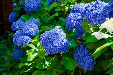 綺麗な青い紫陽花