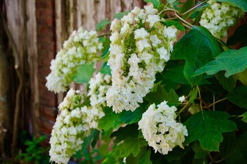 綺麗な白い紫陽花