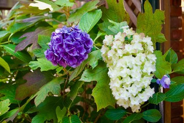 綺麗な紫と白い紫陽花