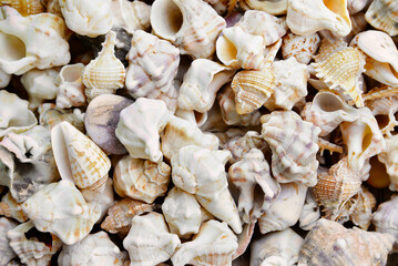 many seashells sea shells background, close-up, top view