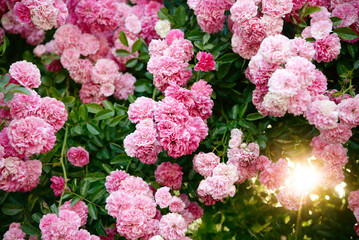 summer floral background, blooming pink rose bush in sunlight in the garden
