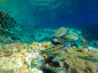 Ocean blue underwater with sunrays, Underwater Sea Deep Water Abstract Sunshine, sea wave , clean waters in summer time, Natural underwater seascape, sand on ocean floor and water surface with sunligh