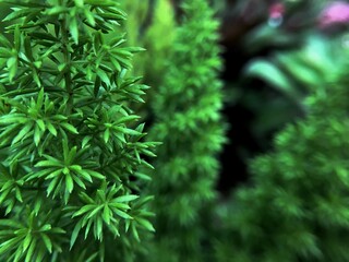 close up of fresh green dill