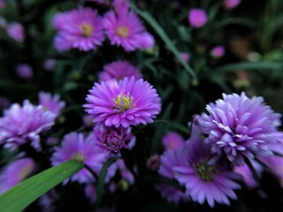 purple aster flower