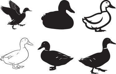 Fototapeta premium duck