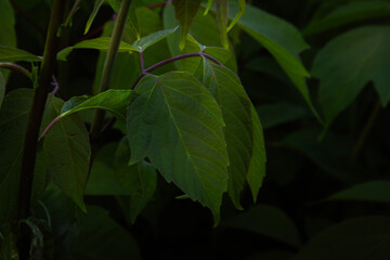 feuille