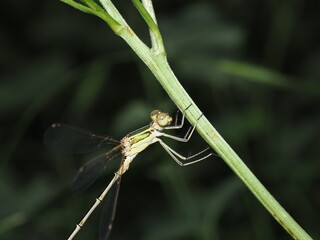 Caballito del diablo, específicamente un Lestes barbarus, también conocido como caballito del...