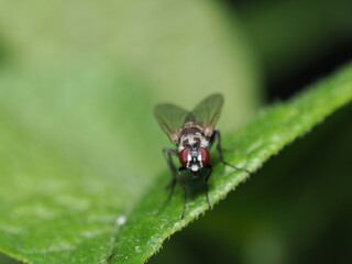 Mosca de la familia Anthomyiidae, como la Anthomyia pluvialis 