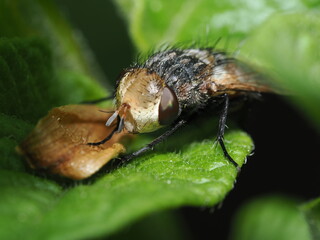 Moscas taquínidas (familia Tachinidae) son una familia diversa de dípteros