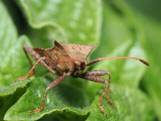 Chinche de las calabazas, científicamente conocida como Coreus marginatus. 