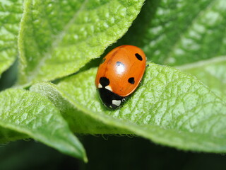 Mariquita de siete puntos (Coccinella septempunctata), la mariquita más común en Europa