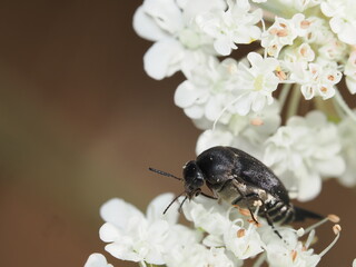 Escarabajo de la familia Mordellidae, específicamente una especie del género Mordella,...