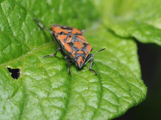 Chinche de la canela, cuyo nombre científico es Corizus hyoscyami. 