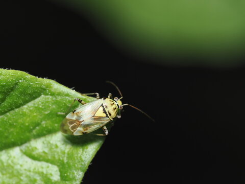 Chinche opaca de las plantas (Lygus lineolaris), tambi&eacute;n conocida como chinche ligus 