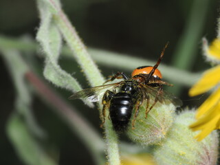 Araña Napoleón (Synema globosum), una araña cangrejo de la familia Thomisidae