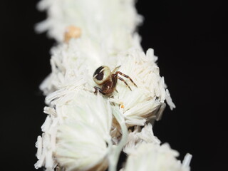Araña Napoleón (Synema globosum), una especie de araña cangrejo perteneciente a la familia...