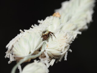 Araña Napoleón (Synema globosum), una especie de araña cangrejo perteneciente a la familia...