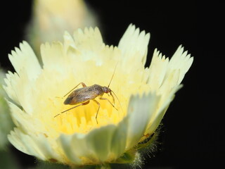 Plagiognathus arbustorum, un tipo de chinche mirida. 

