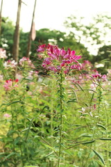 Fototapeta premium pink flowers on a meadow, Cleome spinosa