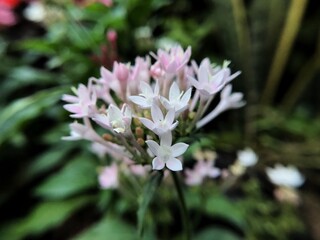 pink and white flower