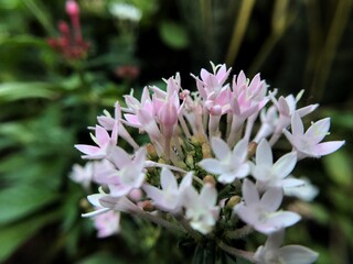 pink and white flower