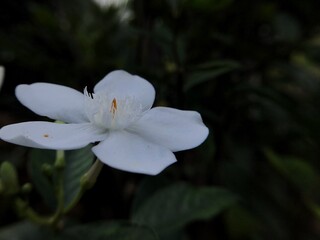 white flower
