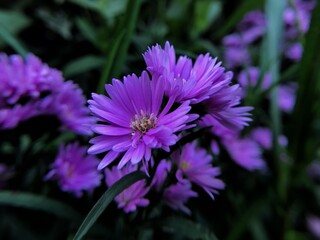 purple and yellow flower