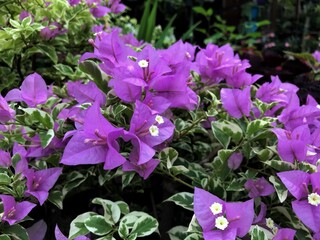 purple flowers in the garden