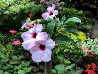 pink flowers in a garden
