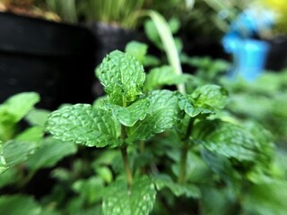 mint in the garden
