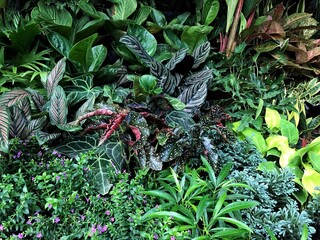 plants in the garden