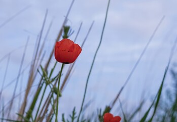 Sunny wild meadow with large blooming red poppies and green grass in the countryside
