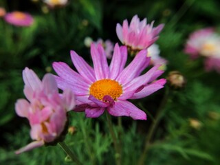 pink cosmos flower