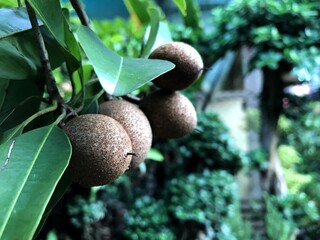 Sapodilla fruit on the tree