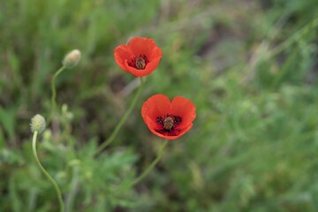 Sunny wild meadow with large blooming red poppies and green grass in the countryside