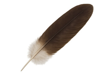 Detailed image of a brown feather isolated on transparent background, ideal for creative projects and photo manipulations