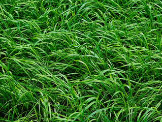 Closeup green grass at summer field background