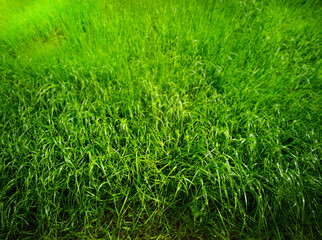 Green summer grass abstract bokeh background